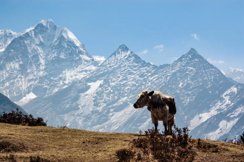 Cow and mountain in Himalaya
